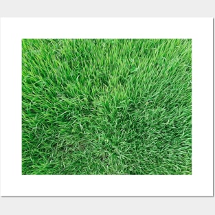 grass lawn Posters and Art